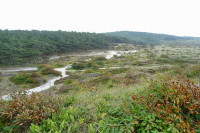 Schoorlse Duinen